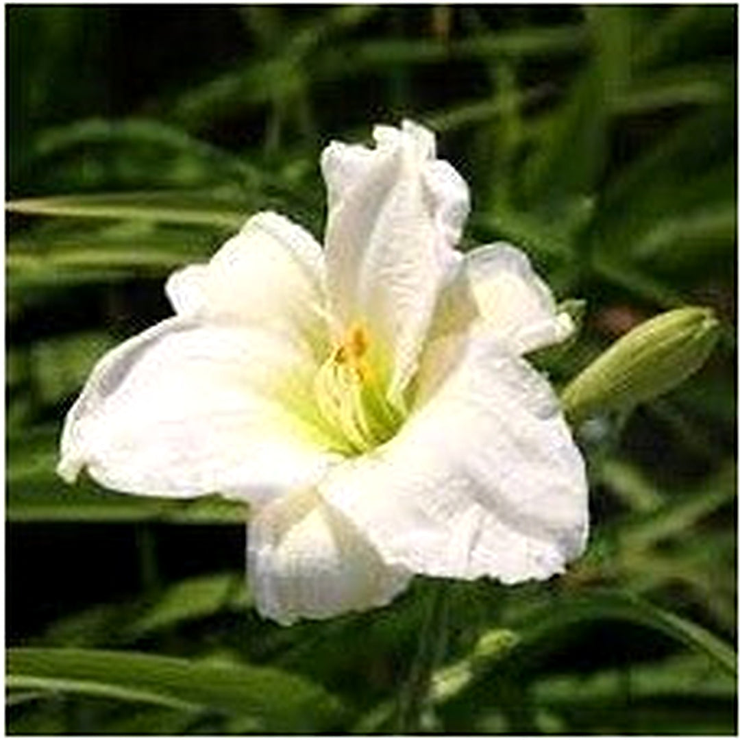 Heirloom Non-GMO White Hemerocallis Flower Seeds for Garden Planting [neera-v5-9aa5f9b09851991bf9d1]