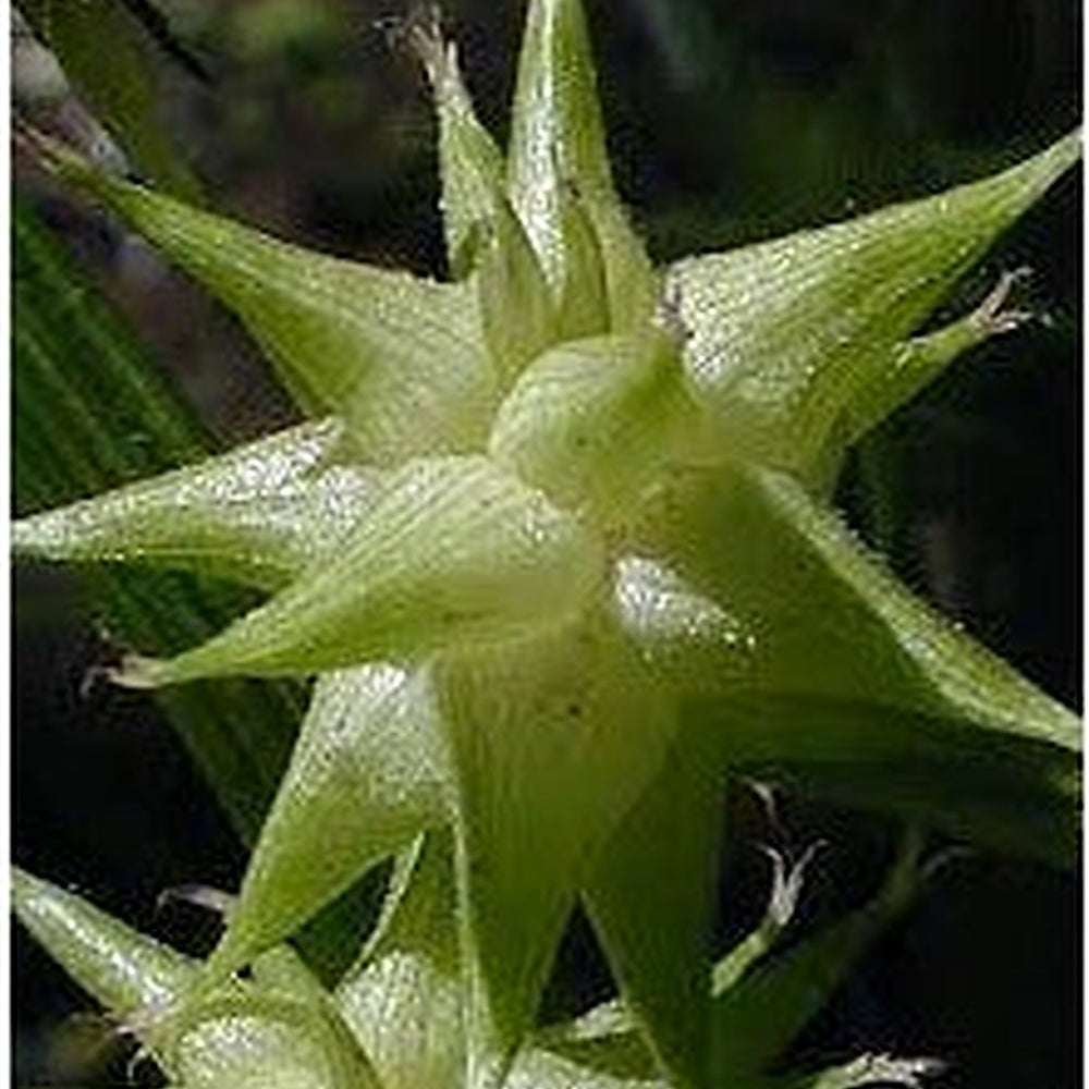 Carex Grayi Seeds for Planting [neera-v5-9aa733883e6163ce0d52]