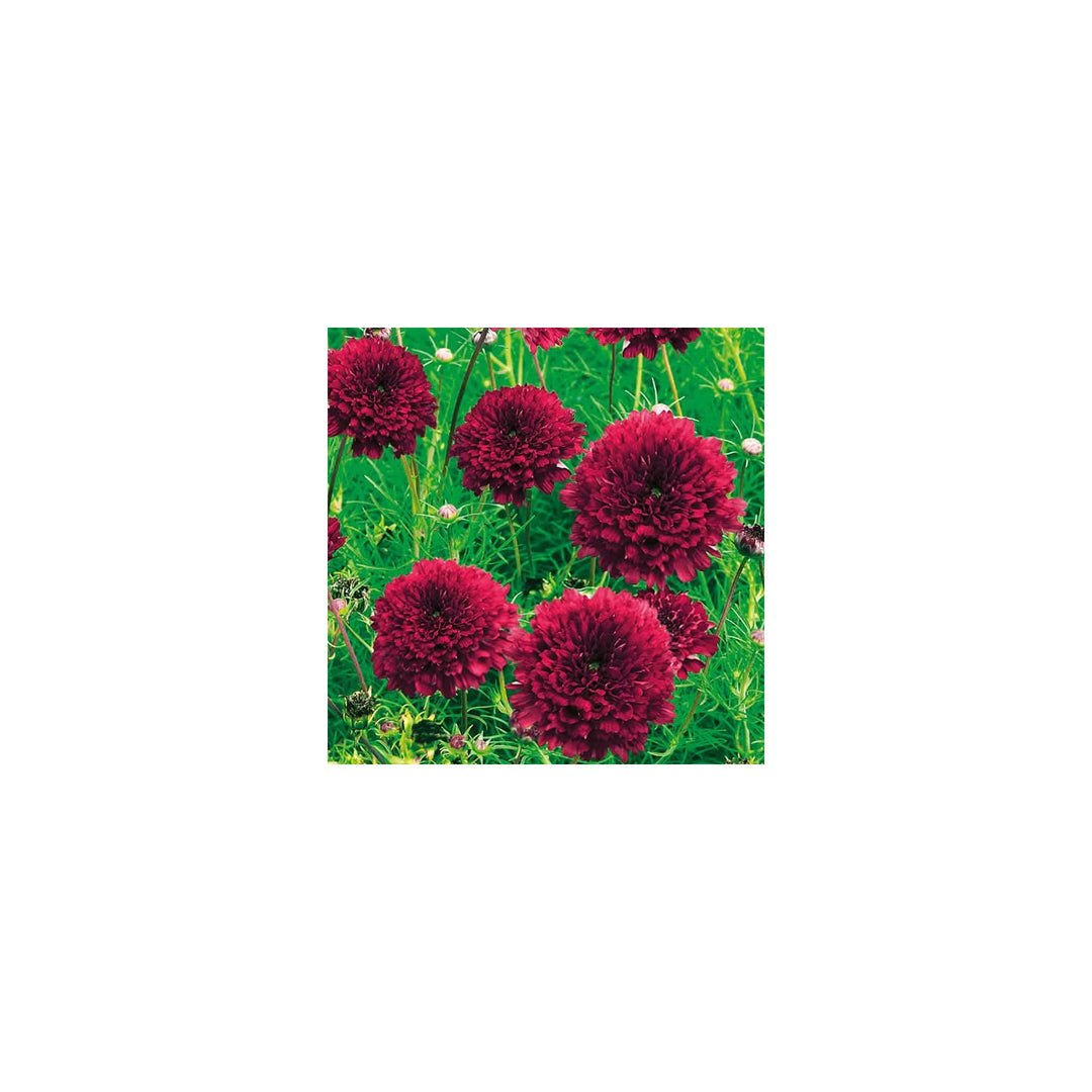 Cosmos Double Click Cranberries Flower For Planting Vibrant Heirloom Garden Blooms Flower Seeds for [neera-v5-9ab09fe69736ea8e0e45]