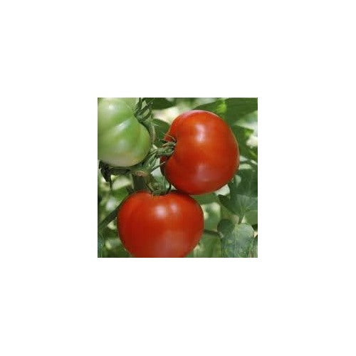 Heirloom Non-GMO Burbank Tomato Vegetable Seeds for Garden Planting [neera-v5-9abf0b3abf683f3f3d6b]