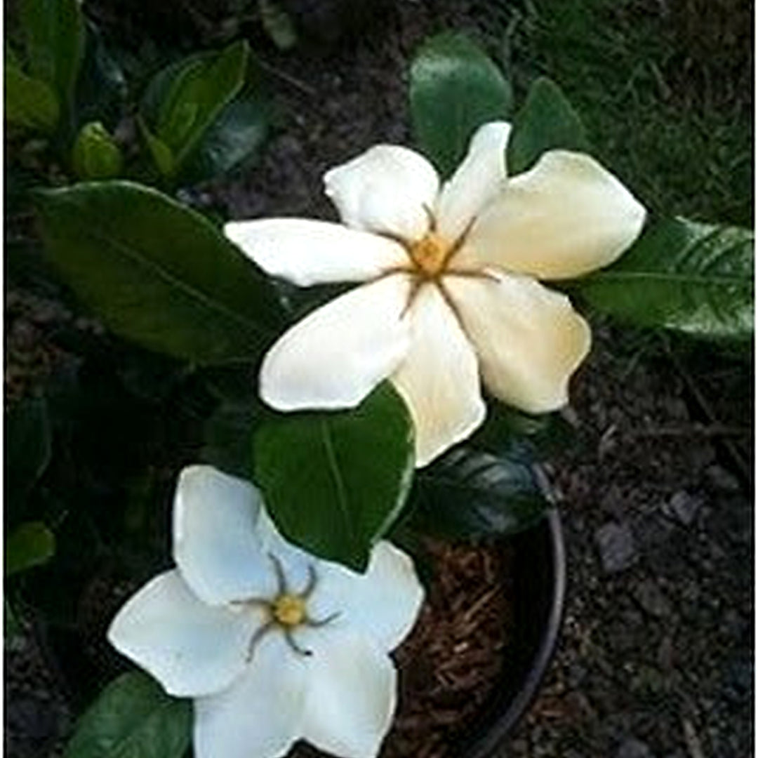 White Jasminoides For Planting Organic Heirloom Non Gmo Flower Flower Seeds for Home Garden [neera-v5-9ac9965f98a485917f6b]