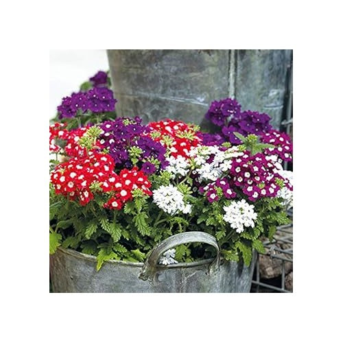 Verbena Dwarf Mix Flower Seeds for Planting [neera-v5-9acc83bccf4487531ff1]