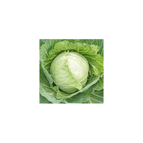 Cabbage TEMP Round Hybrid Seeds [neera-v5-9ad05eec377c2fc3bf9a]
