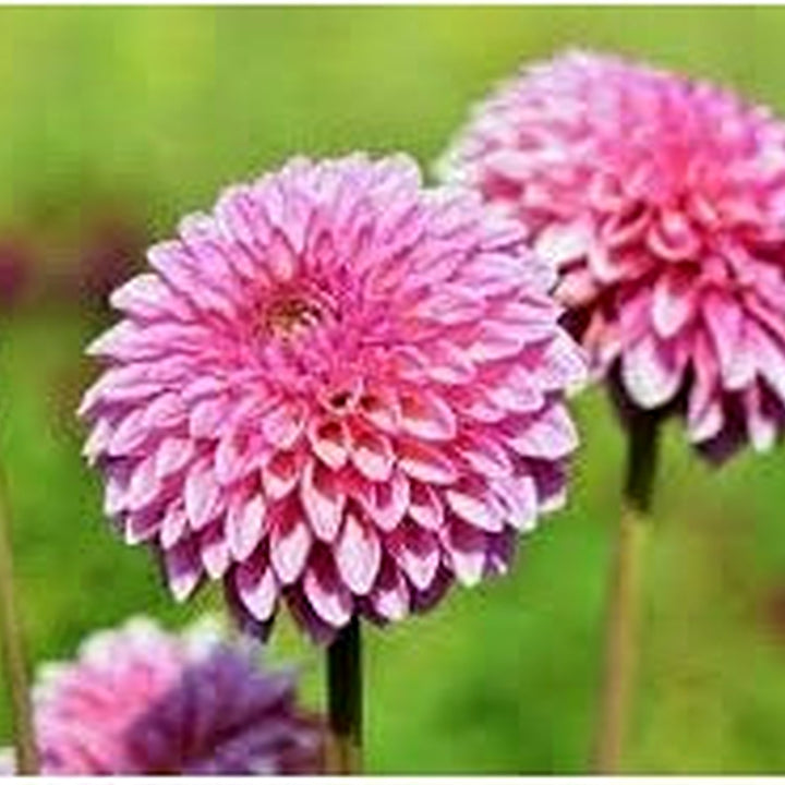 Light Pink Dahlia Flower Seeds for Planting [neera-v5-9ad3cffdeeea4f11781a]