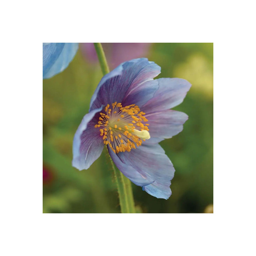 Lingholm Flower For Planting Non Gmo Flower Seeds for Home Garden Planting, Landscape Organic [neera-v5-9ad870ed81371e392da1]