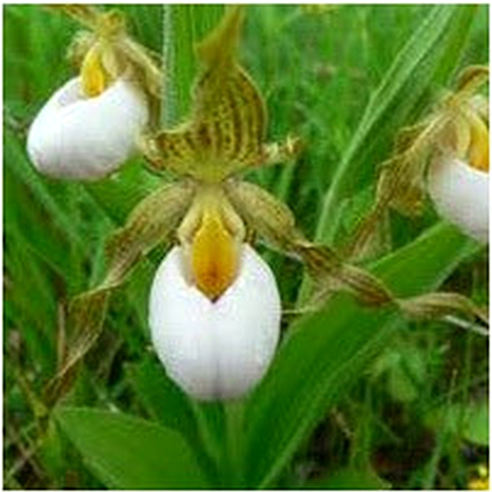 Cypripedium acaule White Lady’s Slipper Flower Seeds for Planting [neera-v5-9ae271af4e561b36a28a]