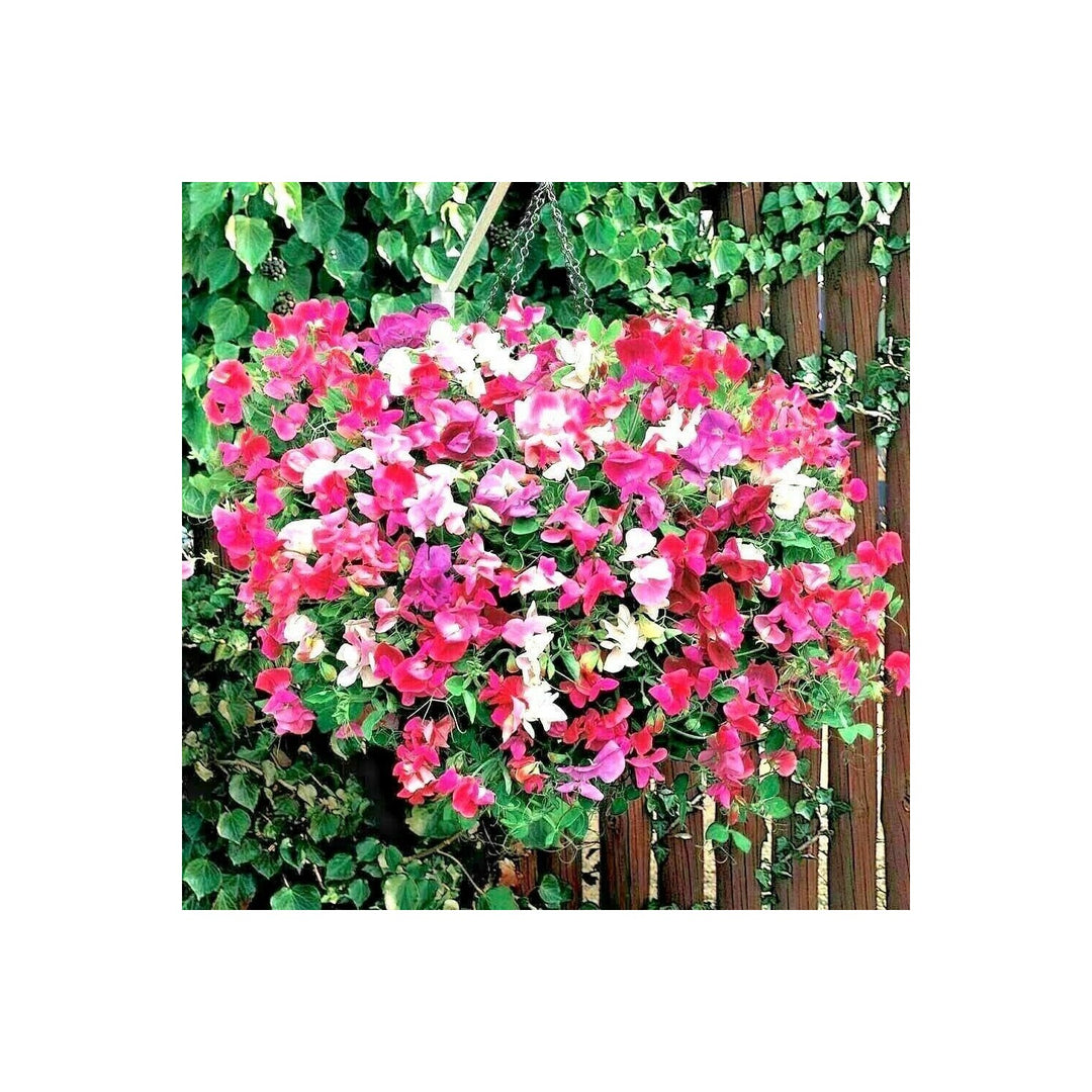 Pea Flower For Planting Heirloom Flower Seeds for Home Garden Planting, Fragrant Organic Blooming [neera-v5-9af217945cc7668ab85a]