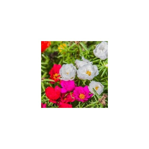 Heirloom Non-GMO Portulaca Grandiflora Seeds for Planting [neera-v5-9afa0cadbe2a57f450e3]