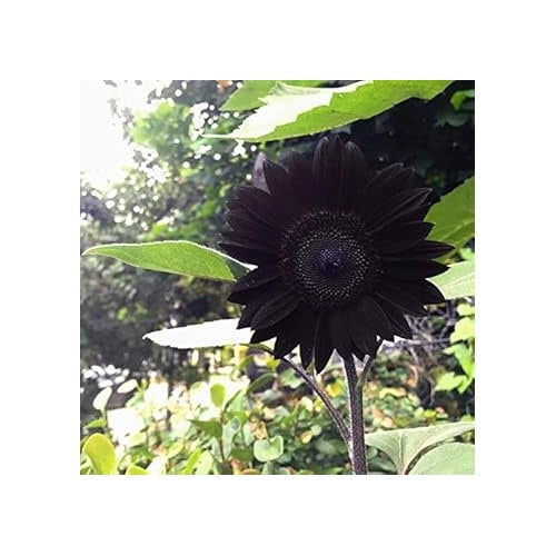 Black Giant Sunflower Seeds [neera-v5-9afafa58b4fc10d7a40e]
