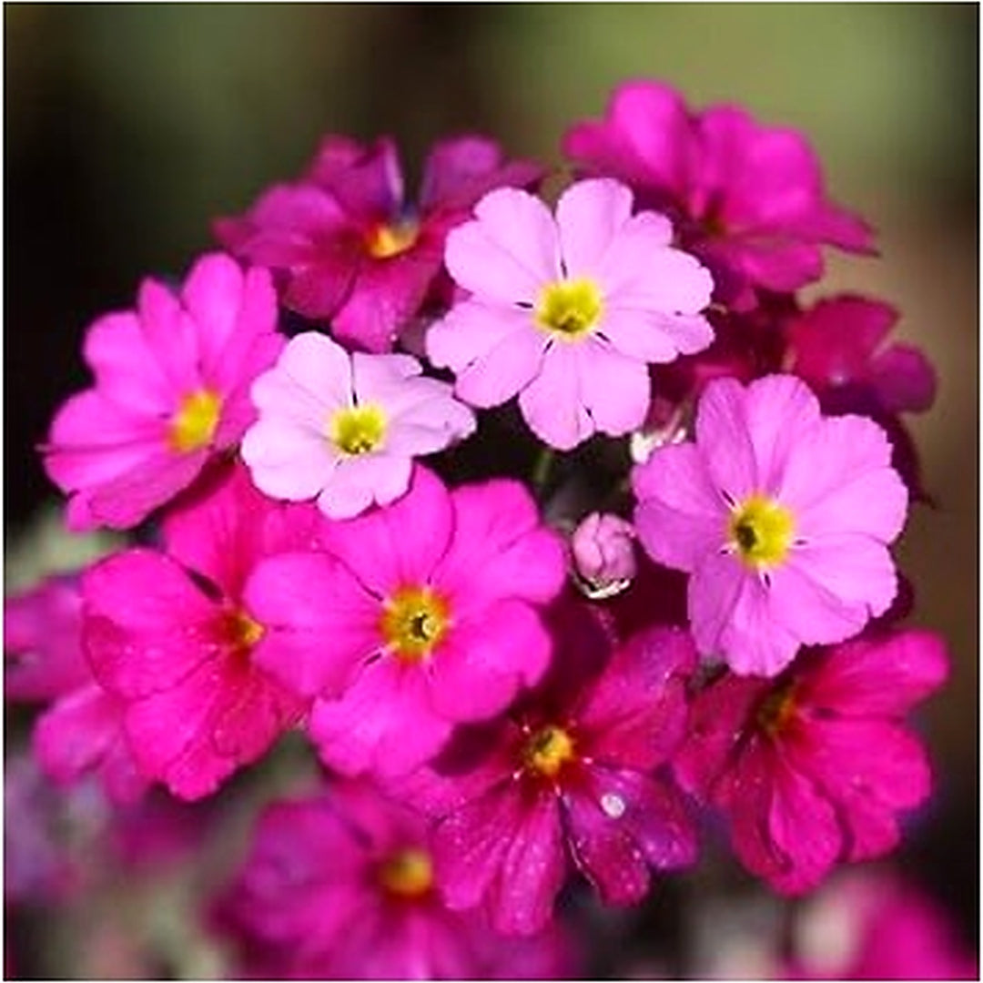 Pink Primrose Flower Seeds for Planting, 100 pcs [neera-v5-9afb16b1e6d1fedc3673]
