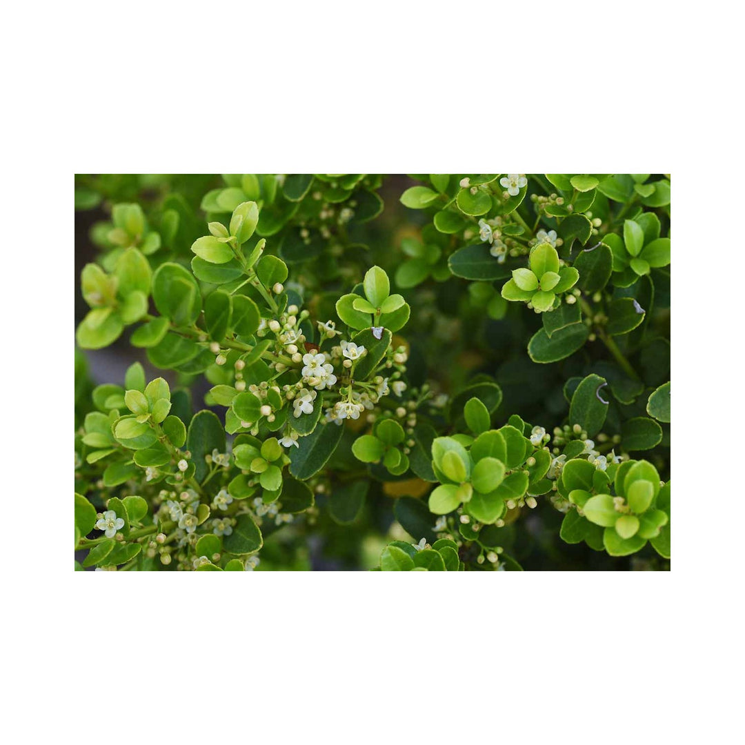 White Ilex Paraguayensis Plant Hardy Evergreen Shrub For Your Garden Flower Seeds for Home Garden [neera-v5-9b0df955072b192d177d]