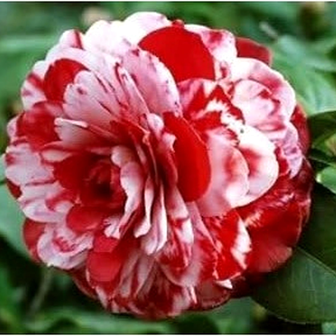 Red White Camellia Flower Non Gmo For Garden And Decorative Planting Flower Seeds for Home Garden [neera-v5-9b230551a5df77812605]