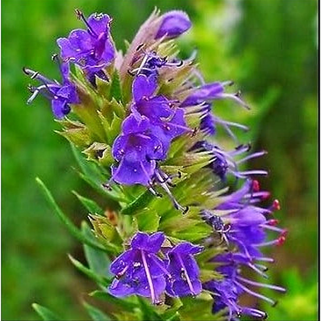 Purple Hyssopus Officinalis Plant Seeds for Planting [neera-v5-9b239c8b8c6dd29f766a]