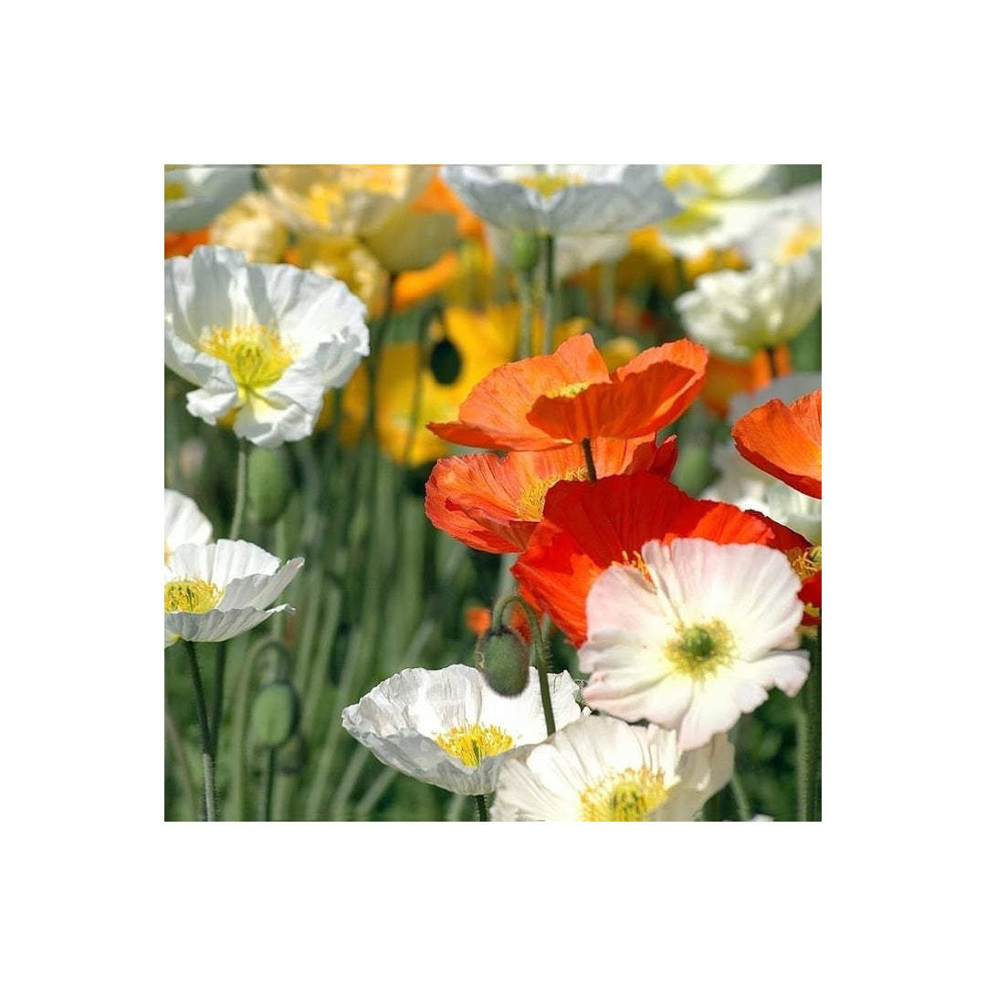 Poppy Eschscholzia Californica California Flower For Planting Drought Tolerant Blooms For for [neera-v5-9b25ff74ffe5ea807a20]