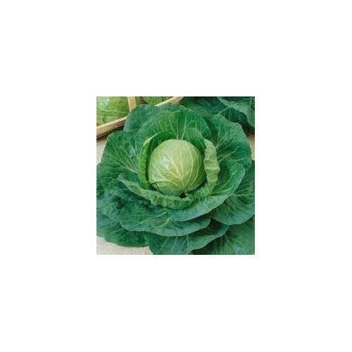 Cabbage TEMP Flat Hybrid Seeds [neera-v5-9b27f8ba24b196df3744]