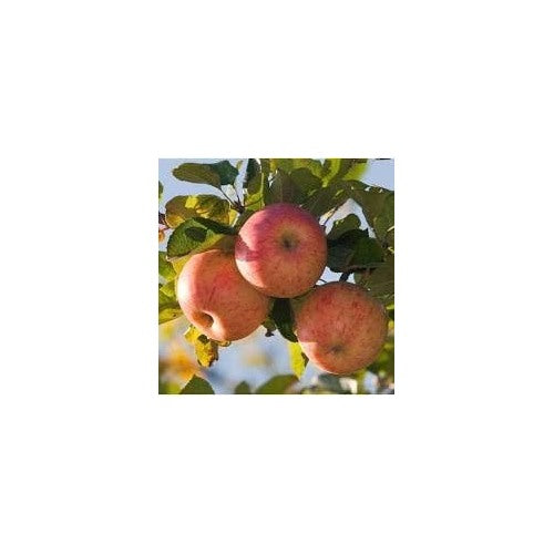 Red-Green Apple Fruit Seeds for Planting [neera-v5-9b2a77cd796c5ebf0775]