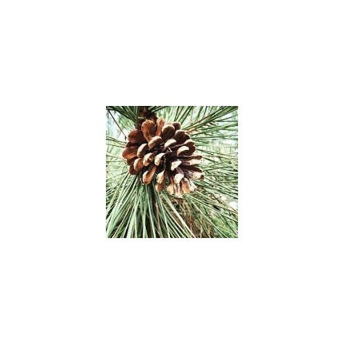 Eastern White Pine Tree Seeds (Pinus strobus) [neera-v5-9b2c1ed4afa9eba68827]