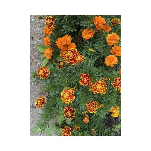 French Marigold Flower Mix Non Gmo Heirloom Fresh Annual Flower Planting Easy To Grow Annual [neera-v5-9b30b93d9457fa3dcfb2]