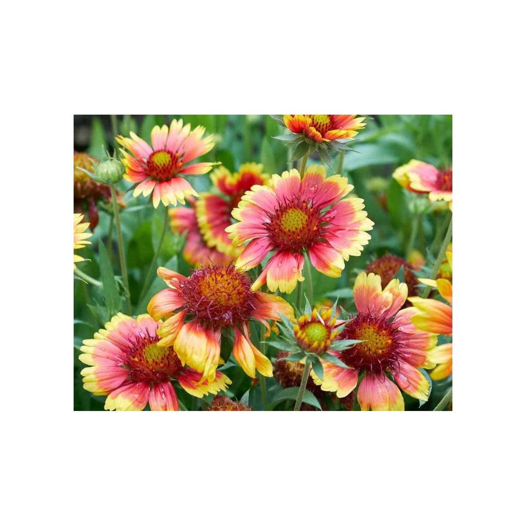 Gaillardia Pulchella Flower For Planting Heirloom Non Gmo Vibrant Drought Tolerant Blooms Flower [neera-v5-9b33ee7e30fcc3b86381]
