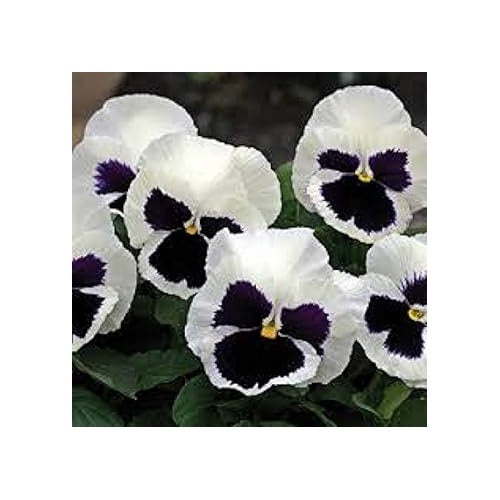 White Black Pansy Seeds for Planting | Heirloom, Non-GMO, Organic Flower Seeds [neera-v5-9b3b259724a079149762]