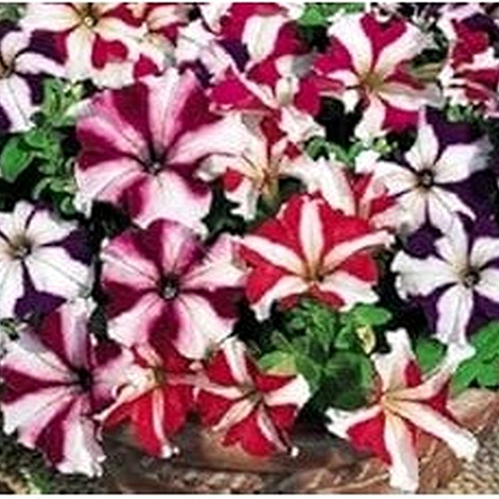 Mixed Pelleted Petunia Flower Seeds for Planting [neera-v5-9b448f53475673dd77cd]