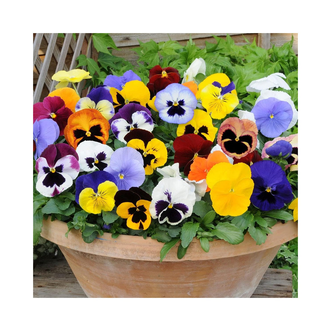 Heirloom Pansy Flower Planting Non Gmo Flower Seeds Home Garden Planting, Fragrant Organic [neera-v5-9b4762a02289c069c531]