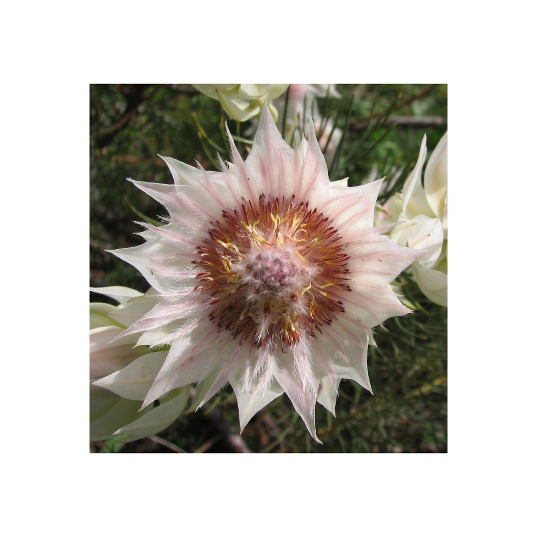Serruria Flower Heirloom Non Gmo Exotic Blooms Garden Planting And Landscaping Flower Seeds [neera-v5-9b4a75238c7fae631eb2]