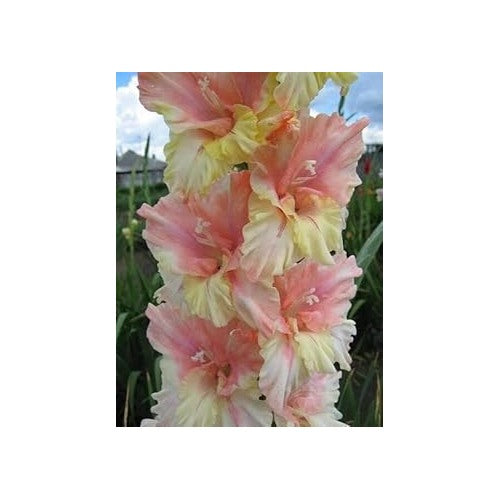 Heirloom Peach Cream Gladiolus Flower Seeds for Planting | Non-GMO Organic Garden Seeds | High Germination Elegant Blooms [neera-v5-9b4c40c945dcff495921]