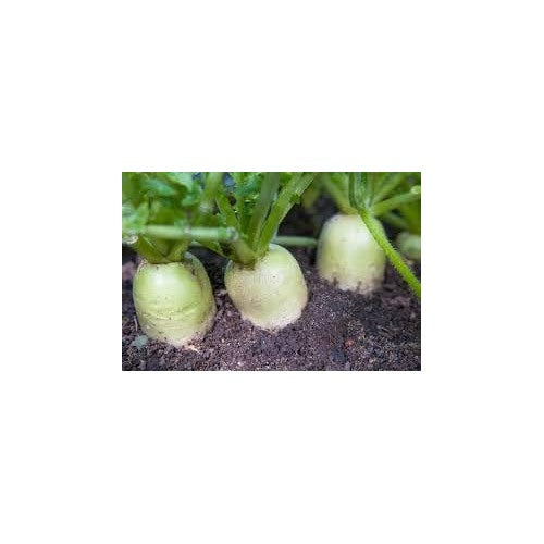 Radish Green Meat Vegetable Seeds for Planting [neera-v5-9b4ed981e574406b349f]