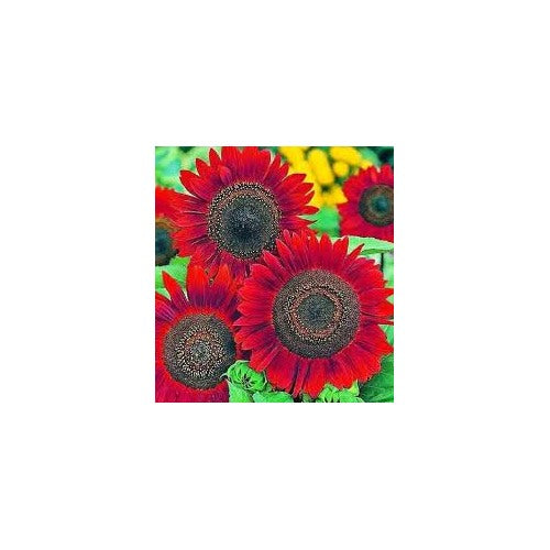 Dark Red Sunflower Seeds for Planting [neera-v5-9b4eef904739362222b8]