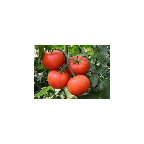 Super Fantastic Tomato Seeds for Planting [neera-v5-9b4f7af6d0c08c0ee20d]