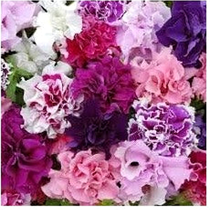 Mixed Double Petunia Flower Seeds [neera-v5-9b51ed18d3d2aa8d7f53]