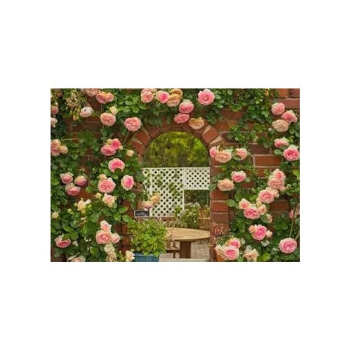 Peach Climbing Rose Plant Seeds [neera-v5-9b5436570825f91b2285]