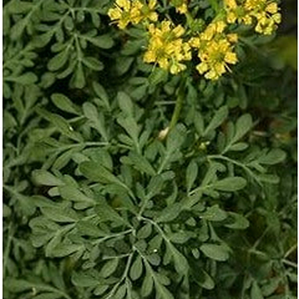Ruta Plant Seeds for Planting [neera-v5-9b54ffcfb3447b61a3b7]
