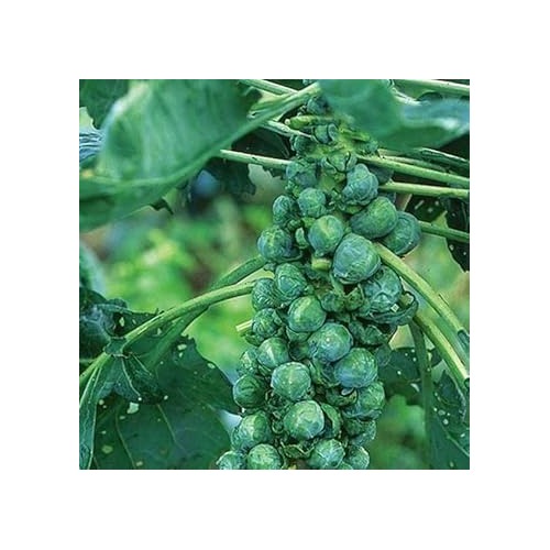 Heirloom Non-GMO Catskill Brussels Sprout Vegetable Seeds for Nutritious, Abundant Garden Planting [neera-v5-9b5e59315d26de5f3f05]