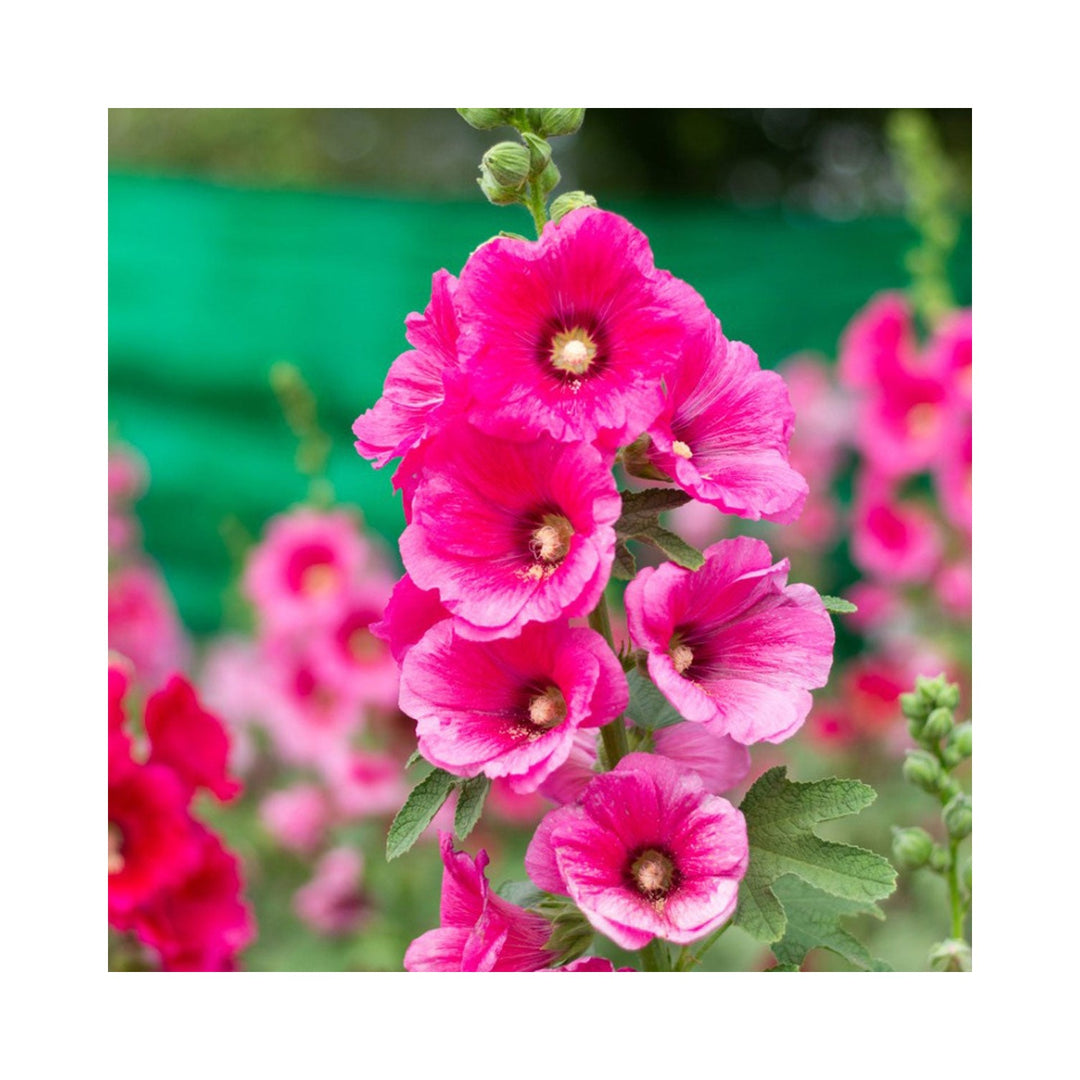 Pink Hollyhock Flower Planting Organic Heirloom Non Gmo Flower Seeds Home Garden Planting, [neera-v5-9b64732d37dc368257aa]