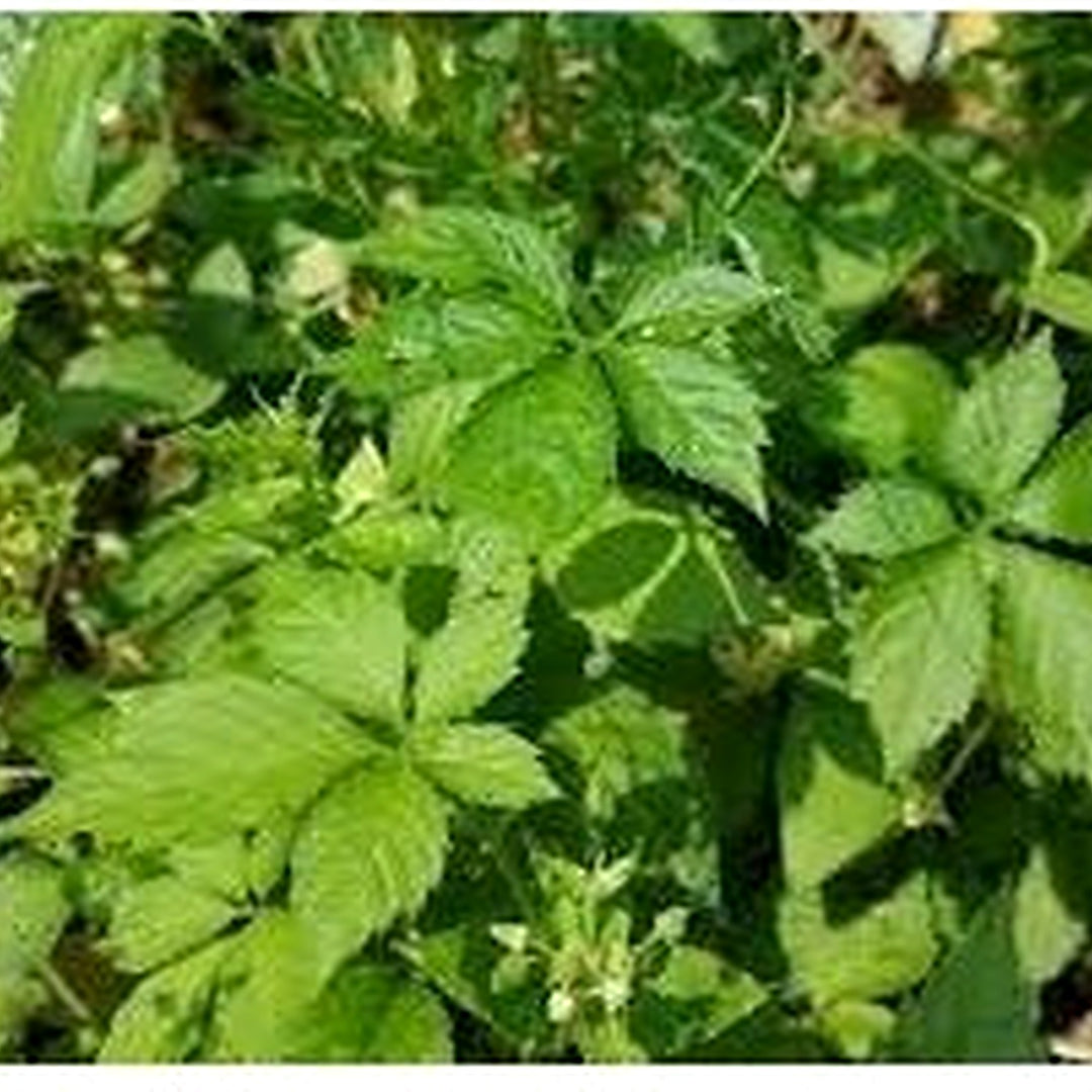 Heirloom Non-GMO Pentaphyllum Plant Seeds for Planting [neera-v5-9b67500b2db2e48db698]