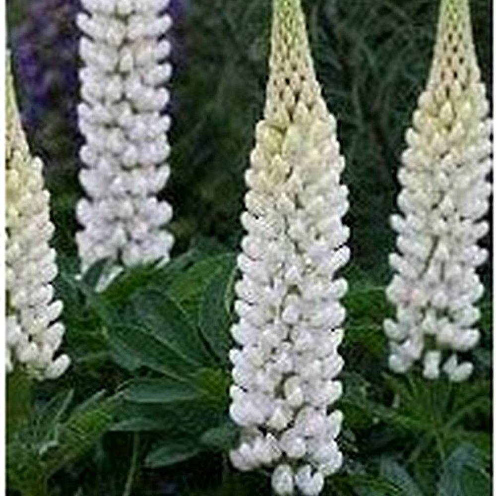 Lupinus Albus Flower Seeds for Planting [neera-v5-9b69f6ba858f54de888c]