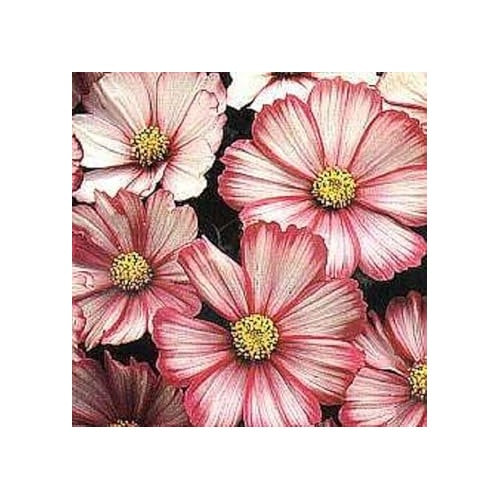 Heirloom Bicolor Cosmos Peppermint Twist Flower For Planting Vibrant Garden Blooms Flower Seeds for [neera-v5-9b6e9a6678d6399f9508]