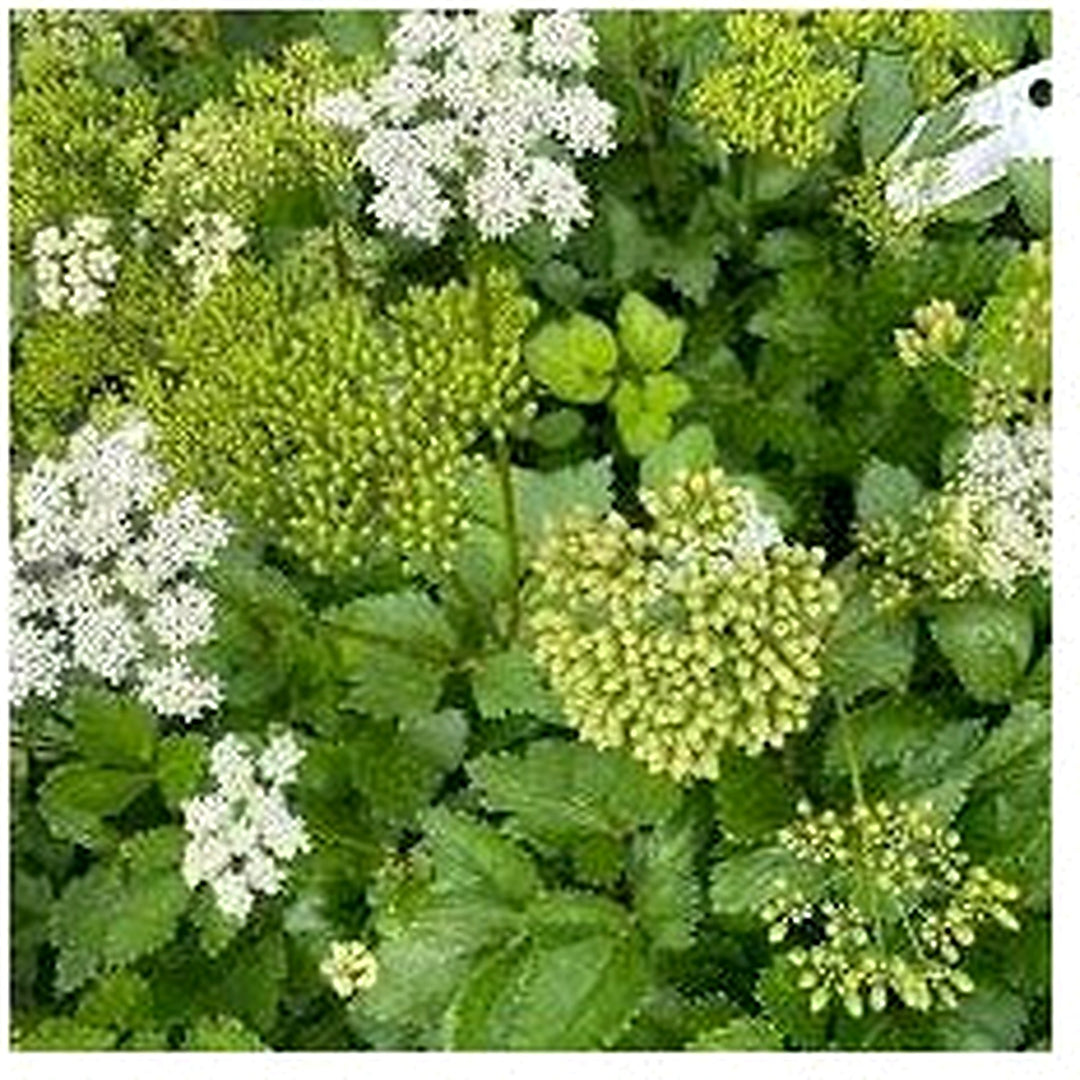 Scotch Lovage (Ligusticum scoticum) Plant Seeds for Planting [neera-v5-9b7380c56d1d6b6ffb6c]