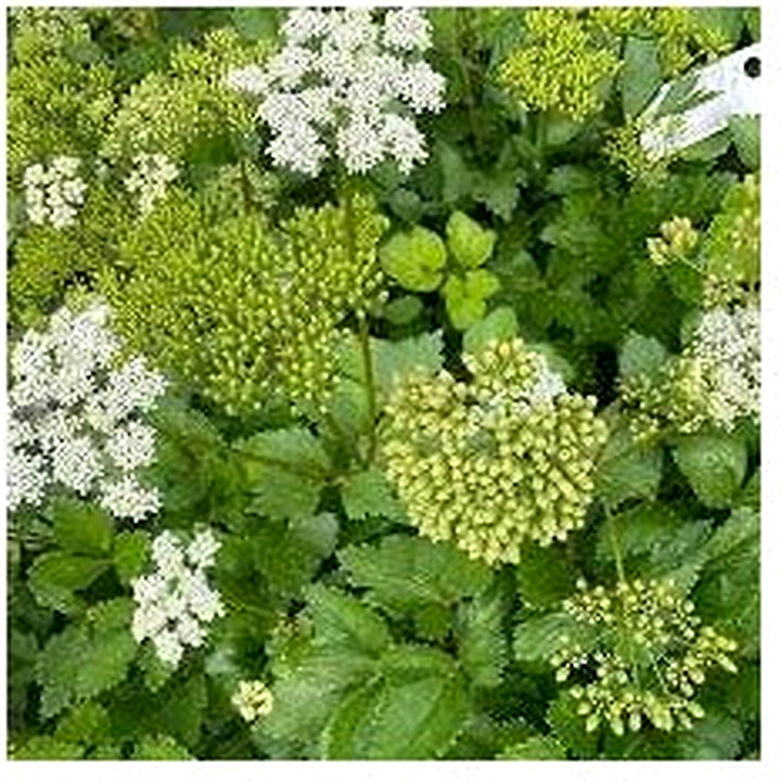 Scotch Lovage (Ligusticum scoticum) Plant Seeds for Planting [neera-v5-9b7380c56d1d6b6ffb6c]