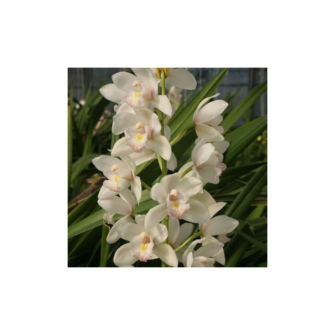 White Cymbidium Elegant Orchid Flower Flower Seeds for Home Garden Planting, Decorative Organic [neera-v5-9b74e3436ffe73fffd33]