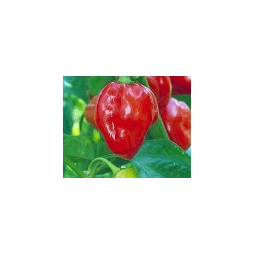 Heirloom Non-GMO Scotch Bonnet Pepper Vegetable Seeds [neera-v5-9b7ed89fa466835e92cd]