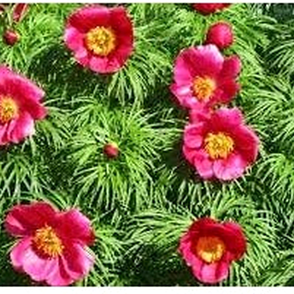 Fern Leaf Peony Flower Seeds for Planting [neera-v5-9b80094d5494cbcb5a5f]
