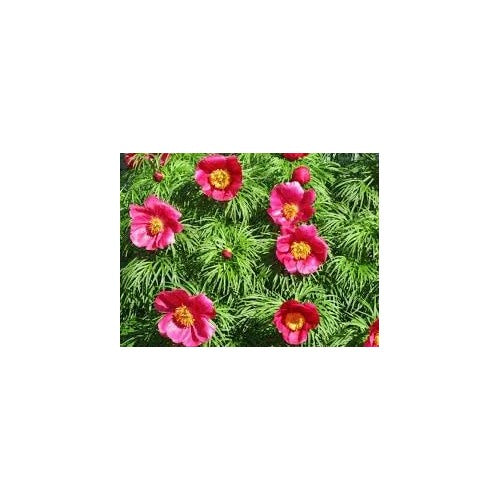 Fern Leaf Peony Flower Seeds for Planting [neera-v5-9b80094d5494cbcb5a5f]