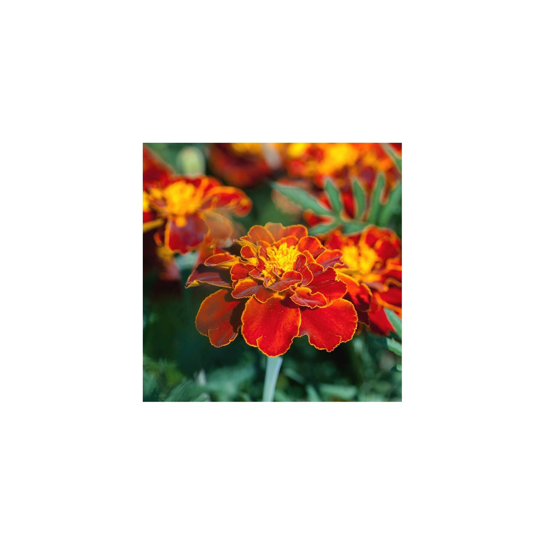 Heirloom Patula Flower Non Gmo French Marigold Blooms Colorful Garden Planting Flower Seeds [neera-v5-9b849e64b07920680b78]