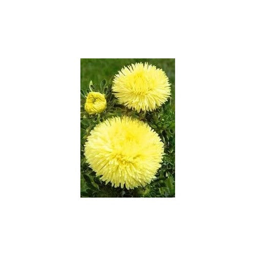 Yellow Aster Seeds for Planting [neera-v5-9b87ed43c0c91e397da3]