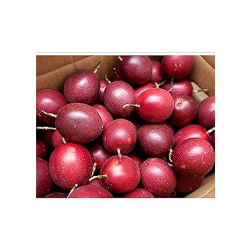 Passiflora Edulis Passion Fruit Seeds for Planting [neera-v5-9b8a12d2e30fe4b5b844]