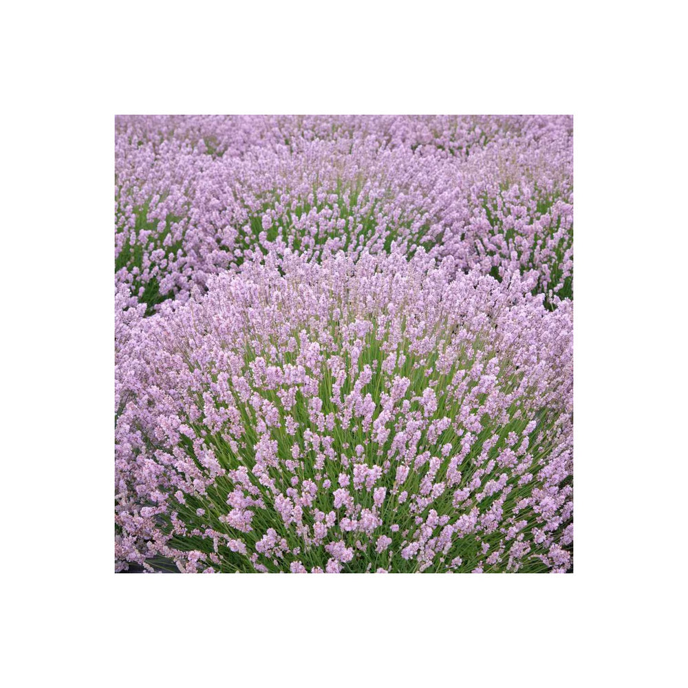 Pink Lavender Marjoram Herb Heirloom Non Gmo For Planting Flower Seeds for Home Garden Planting, [neera-v5-9b9413fc4cbdb0c55afb]