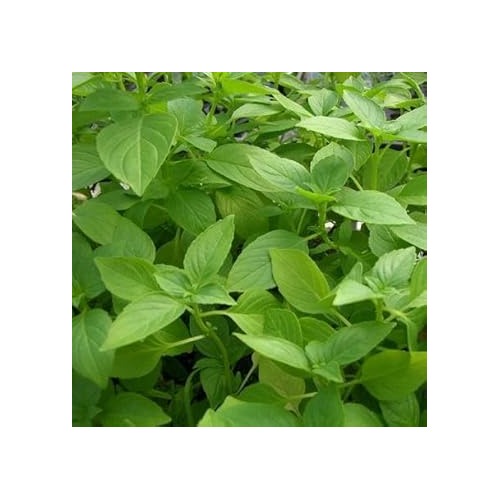 Lemon Basil Herb Seeds for Planting [neera-v5-9b9853a71da1ff124faa]
